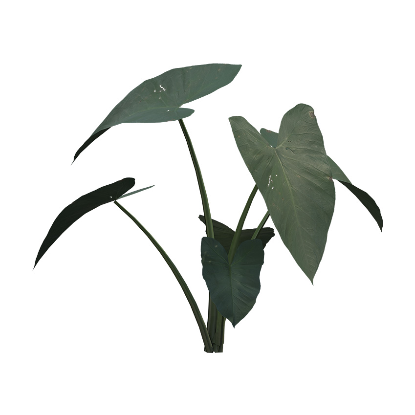 Xanthosoma sagittifolium - Arrowleaf Elephant Ear